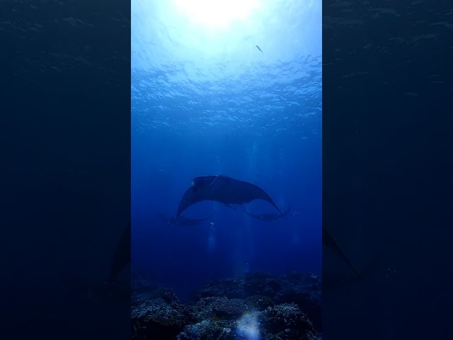 ダイブハウスマンタ石垣島