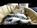 Top 20 Cute Kittens and Cats Hugs 