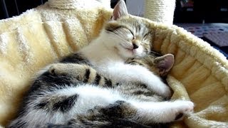 Cutest Cat Moments. Top 20 Kitten and Cat Hugs