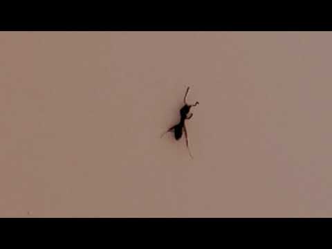 Odorous House Ants Crawling All Over Kitchen in Brielle, NJ