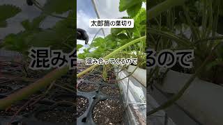 育苗、太郎苗の葉切り #農業 #農協 #いちご #ランナー