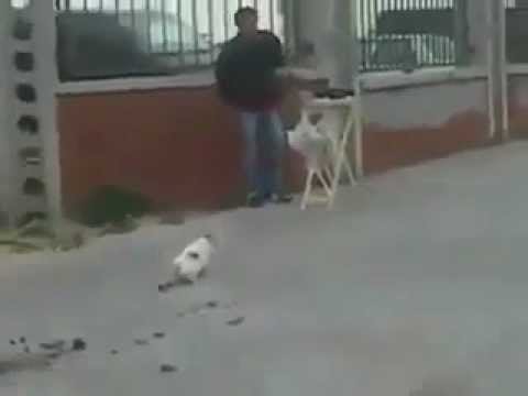 Little disappointed cat