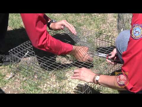 Tracking Migratory Doves