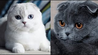 Куплю кошку рыболов