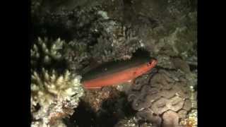 宮古島ナイトダイブ