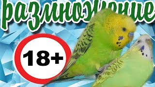 КАК РАЗМНОЖАТЬ ВОЛНИСТЫХ ПОПУГАЙЧИКОВ КАК ПОДОБРАТЬ ПАРУ ДУПЛЯНКА ПТЕНЦЫ ВОЛНИСТЫХ ПОПУГАЕВ