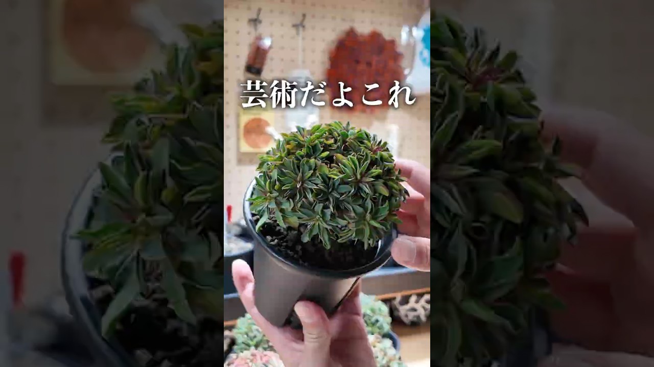 456選抜実生のギラウミニアナについて