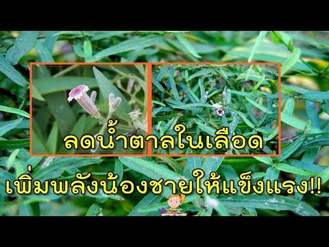 ครีมขยายอวัยวะเพศชาย Exciter โป๊สำหรับผู้หญิง