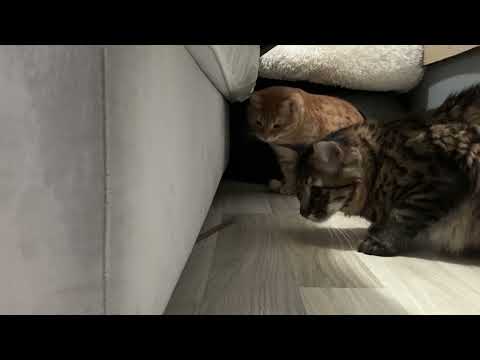 They Found Something Under the Bed…