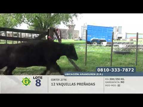Lote Vaquillas preñadas en Aranguren (E.Rios)