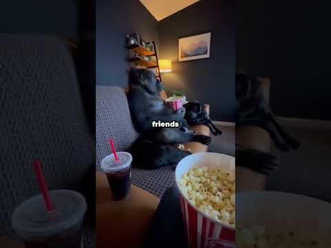 Goril Köpeğimi Kurtardı! Ona Saldırmadı😱❤️🐶