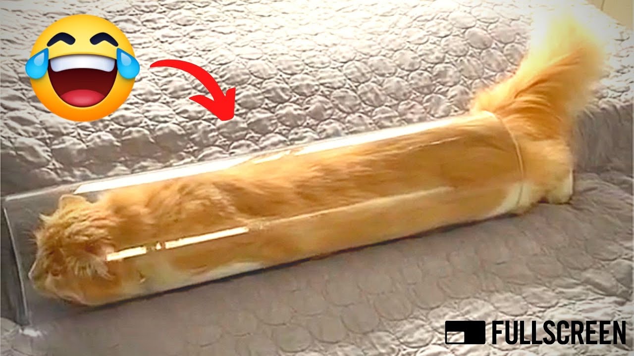 Gatti pazzi ? Gatti Divertenti ? PROVA A NON RIDERE! (2/2021)