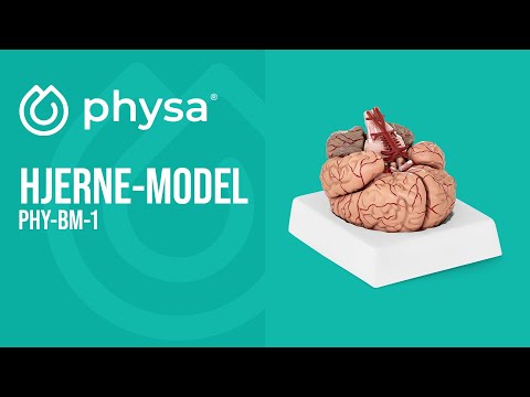 Produktvideo - Hjerne-model