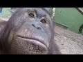 Orangutans Go Ape With A GoPro