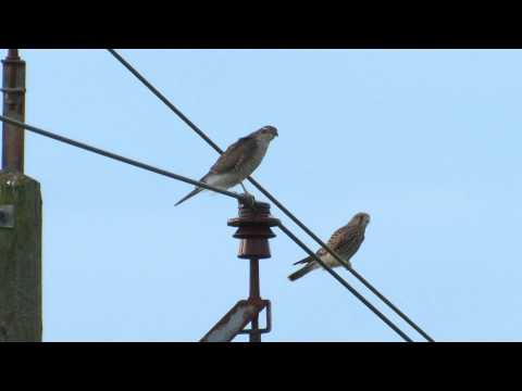 sparrow hawk and kestrel