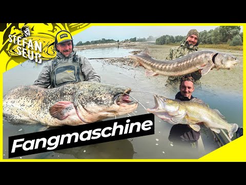 Die FANGMASCHINE für Zander, Wels und Stör | Mit diesem System Fangt Ihr alle Raubfische !!