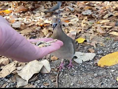 Hand-feeding Birds in Slow Mo - Mourning Dove