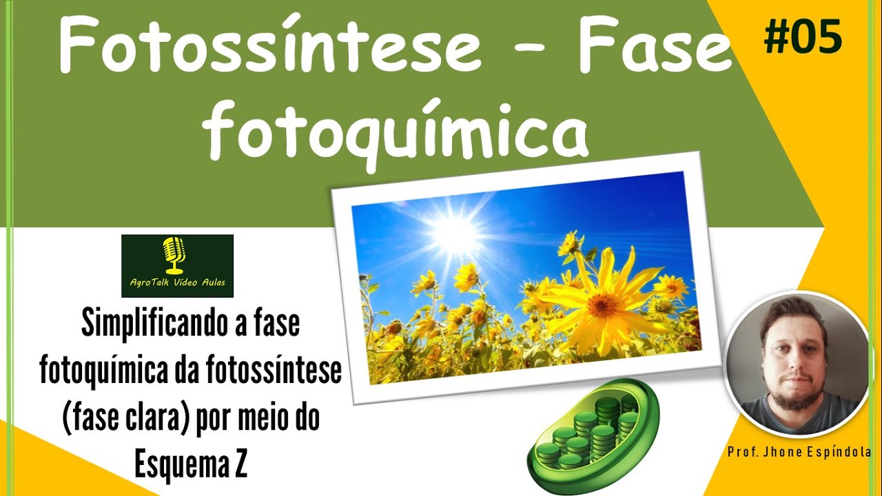 Simplificando a etapa fotoquímica da fotossíntese (fase clara) por meio do Esquema Z