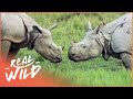 The Incredible Armour Plated Rhino (Wildlife Documentary) | Real Wild