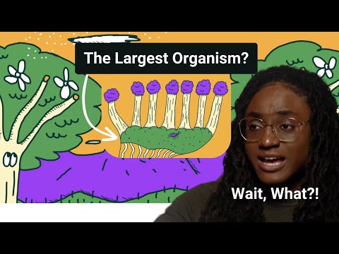 The World's Largest Organism?!