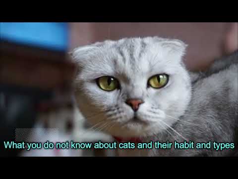 Find out what you do not know about cats, their habits and types
