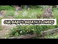 Growing Baby S Breath Or Gypsophilia Flowering Plant Tips And Careguide