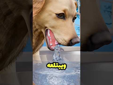 لن تصدق كيف يشرب الكلب الماء 😨 #shortvideo