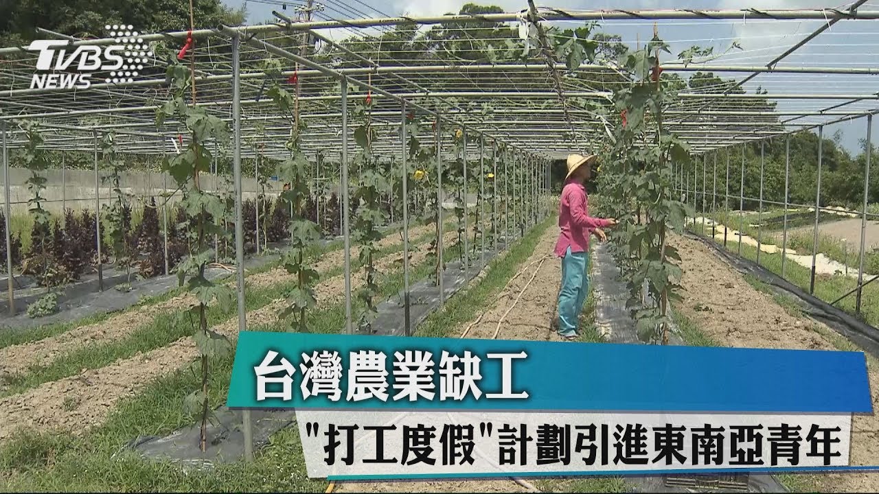 台灣農業缺工 「打工度假」計劃引進東南亞青年