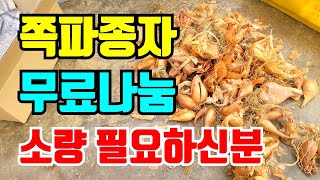 쪽파종근 무료나눔 소량씩 드려요 텃밭에 심으실분들 환영합니다.