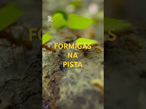 Formigas na pista em Santana dos Montes! 🐜🌿 #SantanaDosMontes #InteriorDeMinas