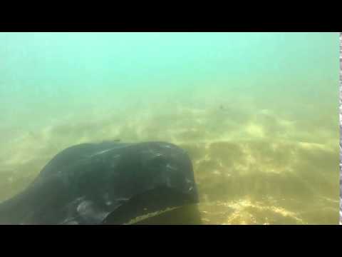 Short Tailed Stingray