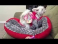 Dog Humps A Pillow Funny