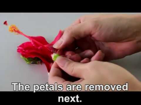 download lagu mp3 mp4 How Many Petals Does Hibiscus Have, download lagu How Many Petals Does Hibiscus Have gratis, unduh video klip How Many Petals Does Hibiscus Have