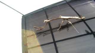 preview picture of video 'Praying Mantis in Yogyakarta'