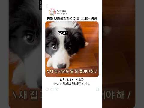 엄마 보더콜리가 아기를 보내는 방법