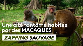 Une cité fantôme habitée par des macaques - ZAPPING SAUVAGE