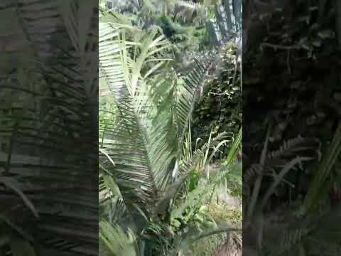 DESCRIPCION DE LINDERO DE RIO EN PREDIO BELAVISTA 652 HAS CUNDAY