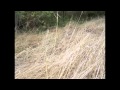 "Cabezon" by Red House Painters