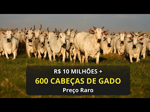 Fazenda à venda 1.016 Ha em Padre Bernardo GO | 600 Cabeças de Gado | Preço Raro | Próx. a Brasília