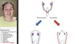Reproduction, Homologous structures