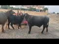 How To Buffalo Meeting Buffalo Crossing Video Buffalo Farming Video