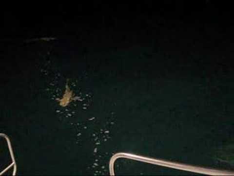 Sharks off Lizard Island