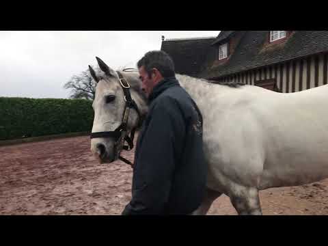 RDE 2018 : The Grey Gatsby au Haras du Petit Tellier