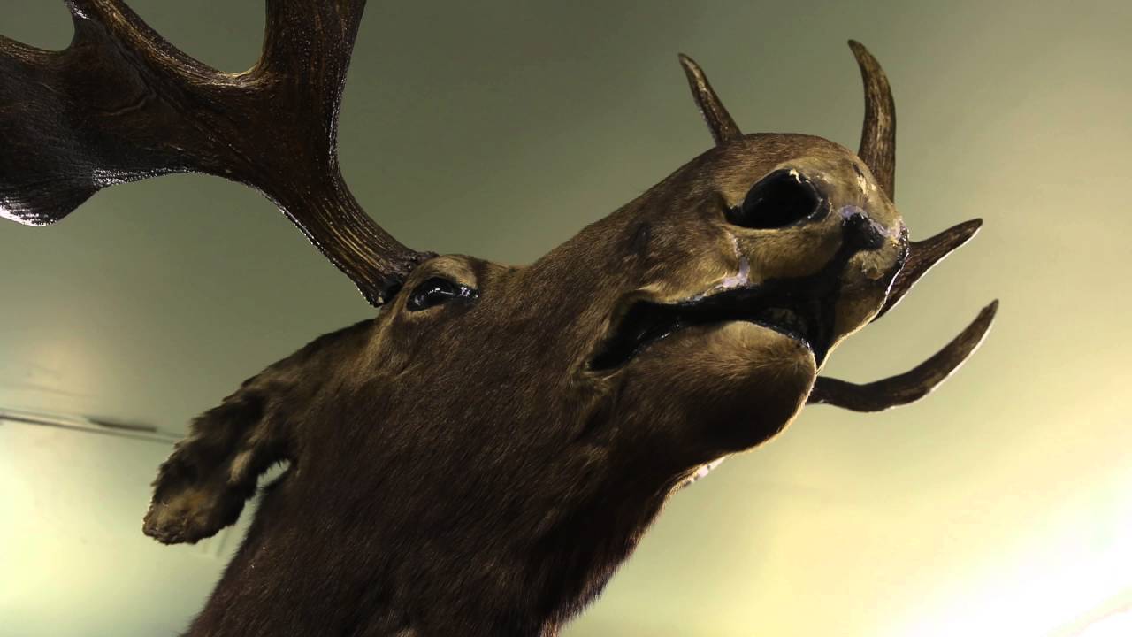 Découvrez les collections d’objets et de spécimens de la bibliothèque