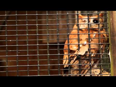 Lead Poisoning in Raptors