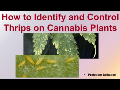 How to Identify and Control Thrips on Cannabis Plants