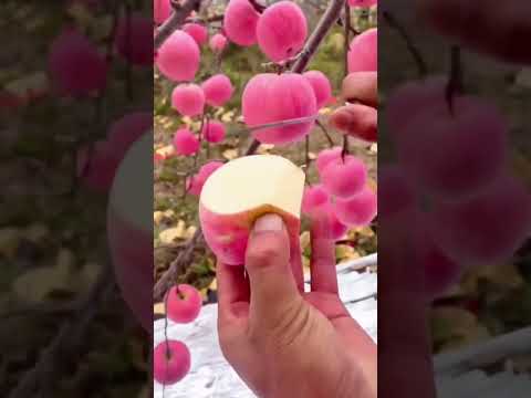 chinese apple garden #chineseapple #asianapple #harvesting #apple #harvest