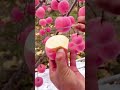 Chinese Apple Garden Chineseapple Asianapple Harvesting Apple Harvest