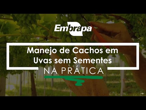 Manejo de Cachos em Uvas sem Sementes
