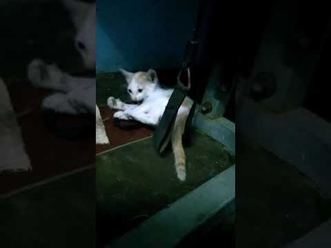 Yaksha Playing Unique Video  🐈🐈🐈🐈🐈🐈🐈🐈🐈🐈🐈🐈🐈🐈🐈🐈🐈🐈